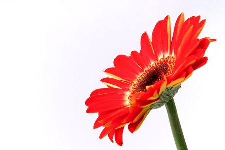 gerberaの写真素材