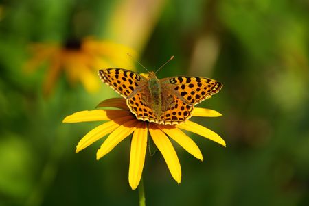 Silver washed Fritillaryの写真素材