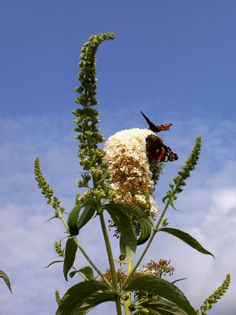 butterfly european peacock
