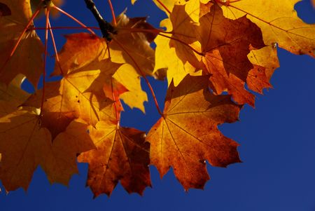 maple leaf