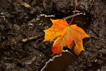 maple leaf
