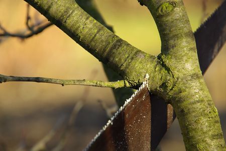 tree cuttingの写真素材