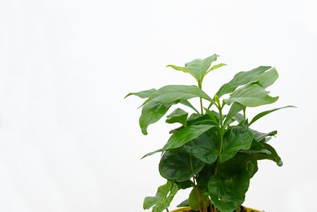 coffee plant 03の写真素材