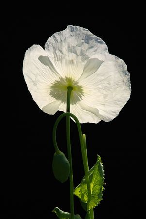 poppy の写真素材