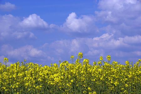 Rapeseed 