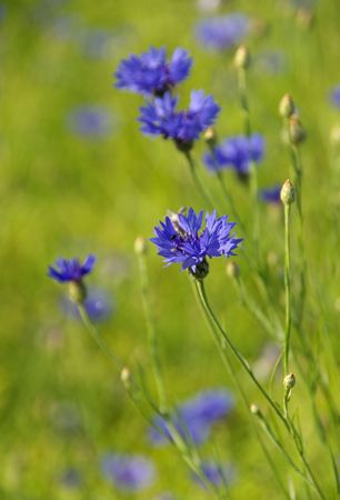 Cornflower 02の写真素材
