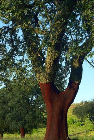 cork oak