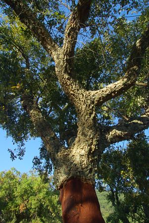 cork oak