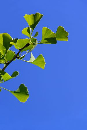Ginkgo 24の写真素材