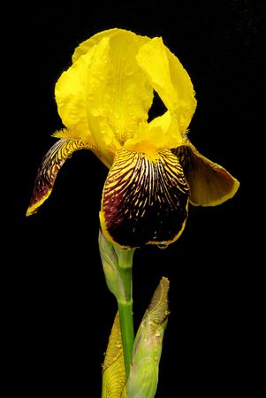 iris 31の写真素材