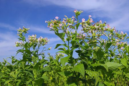 cultivated Tobacco 09の写真素材