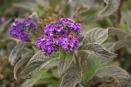 Garden Heliotrope 02の写真素材