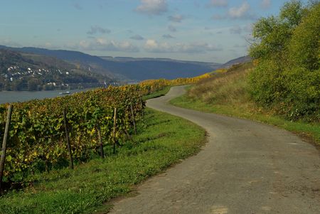 vineyard 15の写真素材