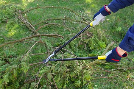 tree cutting 24
