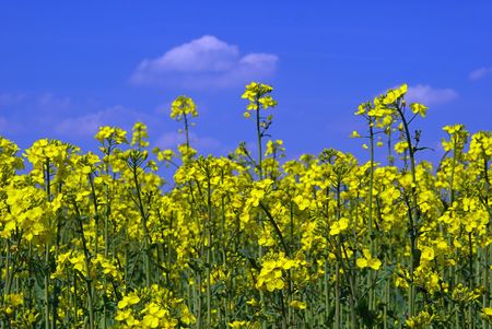 Rapeseed 