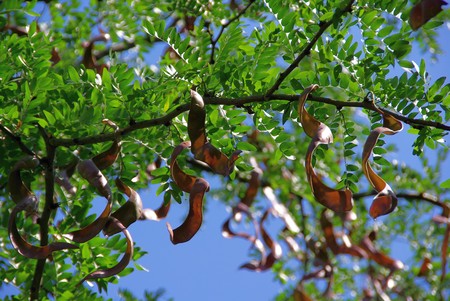 Honey locust 02の写真素材