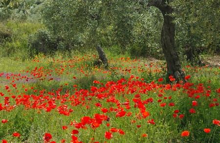 poppy and olive treeの写真素材