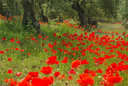  poppy and olive treeの写真素材
