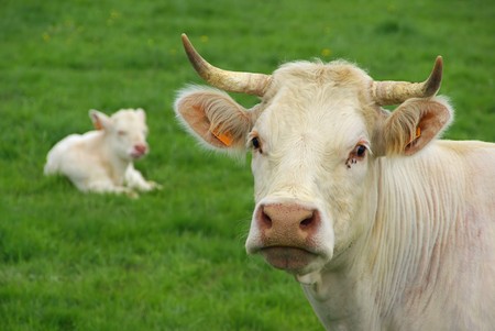 cow 24