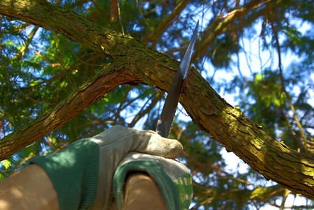 saw off the branch 02