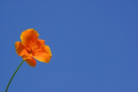 California poppy の写真素材