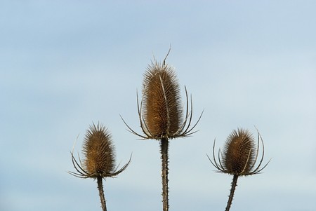 thistle 01の写真素材