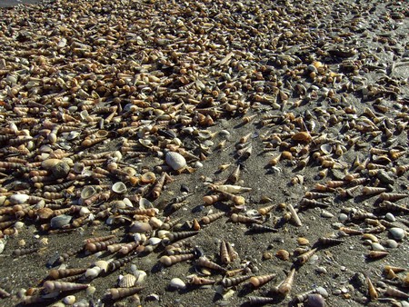 shell 04