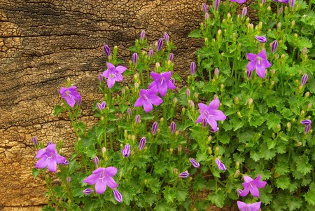 Campanula 01の写真素材