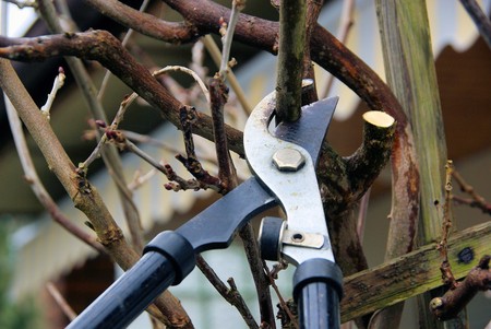 tree cutting 29