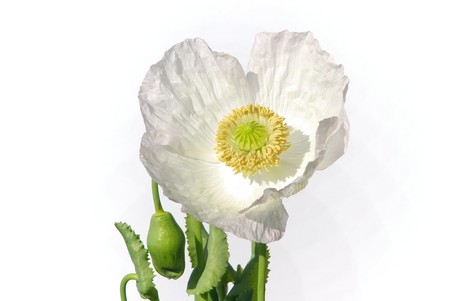 poppy 14の写真素材