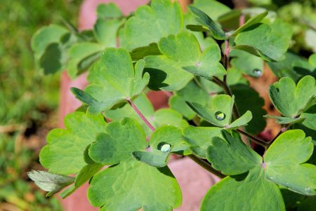 leaf from Aquilegia 02