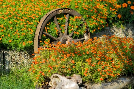 Tagetesの写真素材