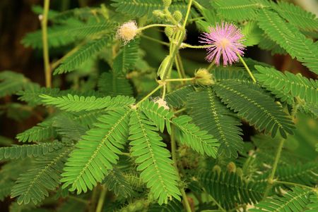 mimosa 02の写真素材