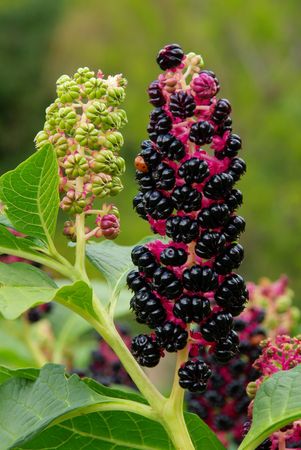 Pokeweed の写真素材