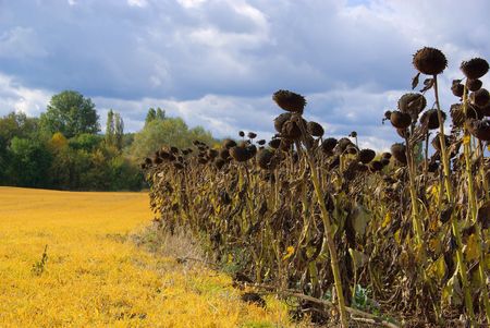 sunflower field drought 02の写真素材