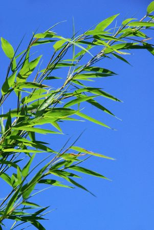 bamboo 34の写真素材