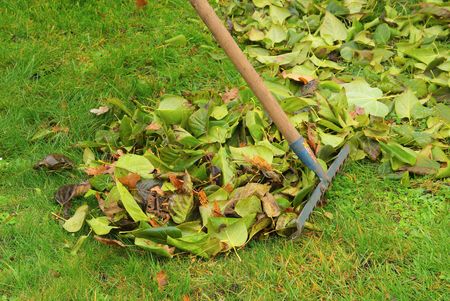 leaves rake 06