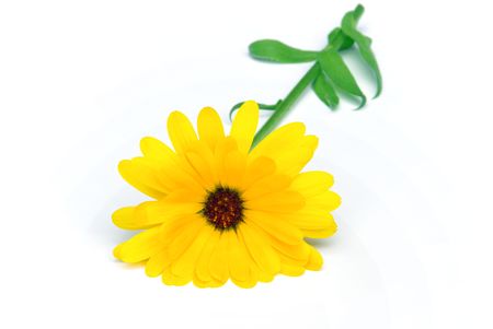 calendula 23の写真素材
