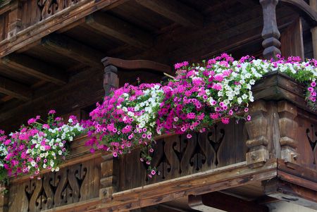 petuniaの写真素材