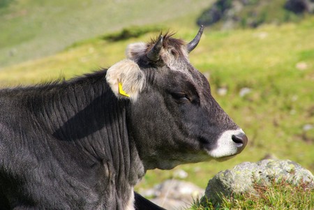 alp cowの写真素材