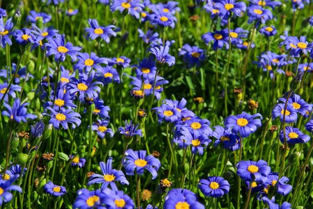 garden margueriteの写真素材