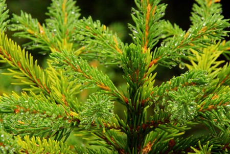  spruce