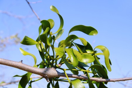 mistletoe の写真素材
