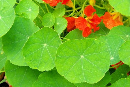 Tropaeolum 04の写真素材