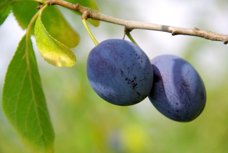 plum の写真素材