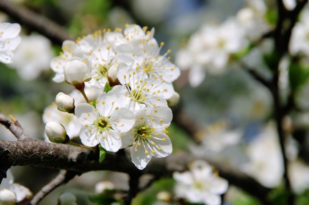 plum blossomの写真素材