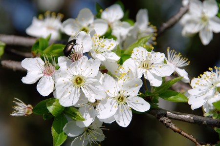 plum blossomの写真素材