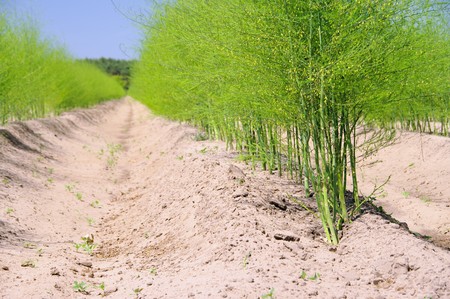 asparagus field 23の写真素材