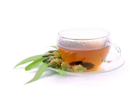 tea ribwort plantain 09の写真素材