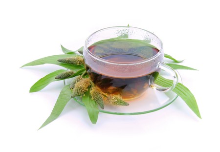 tea ribwort plantain 11の写真素材